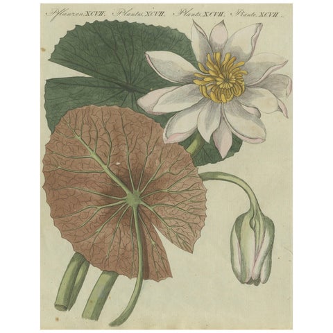 Elegant Water Lily Illustration: Handcolored Engraving from Bertuch, 1805
