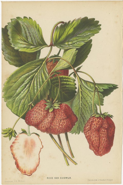 Set of 3 Antique Botany Prints, Spirea, Strawberry, by Oudemans, circa 1865, view 3
