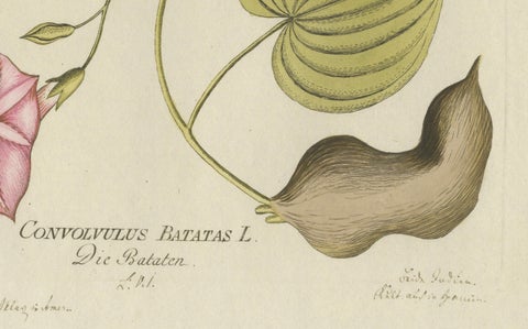 Convolvulus Batatas Botanical Engraving, Icones Plantarum Medicinalium, 1788, close-up 1