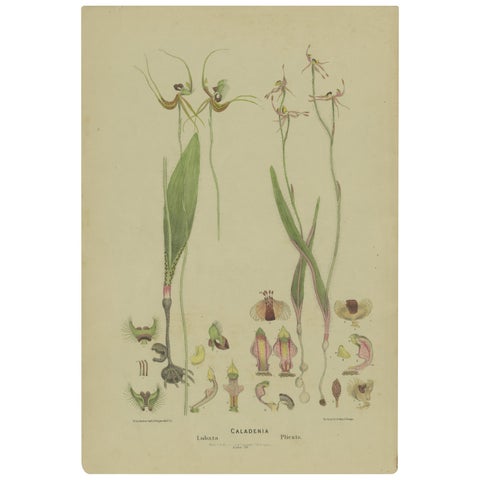 Antique Botany Print of the Butterfly Orchid & Crab-Lipped Spider Orchid, 1884