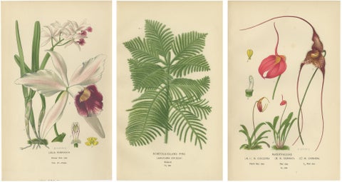 Orchids & Norfolk Pine, Set of 3 Antique Botanical Lithographs 1897, view 2