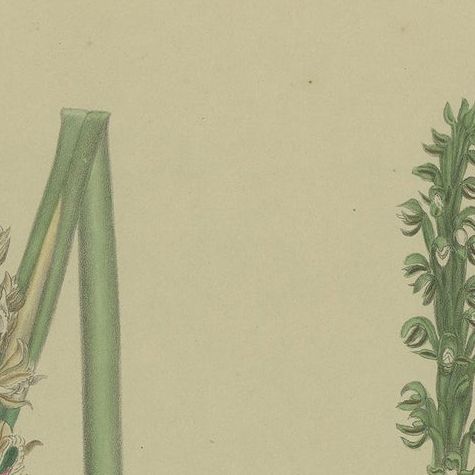 Antique Botany Print of the Tall Leek Orchid & Southern Leek Orchid '1884', close-up 1