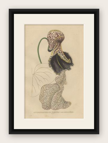 Antique Botanical Print of Aristolochia à Fleurs Labellées, 19th Century, shown framed