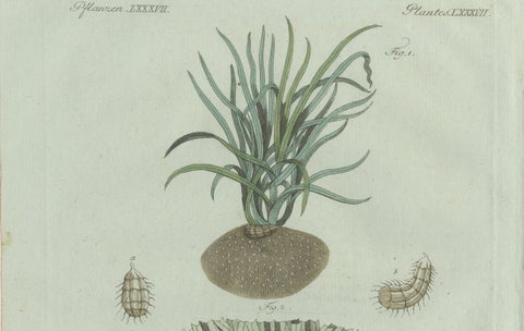 Original Antique Botanical Print of Tiger Nut by Bertuch, 1800, close-up 5