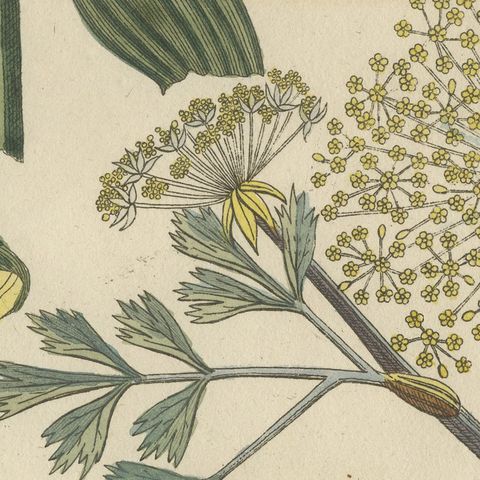 Galbanum and Hungarian Gentian, Antique Bertuch Print, circa 1805, close-up 3