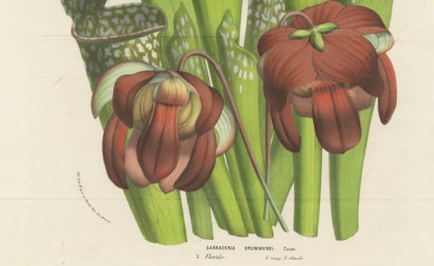 Drummond's Pitcher Plant: Hand-Colored Lithograph by Louis van Houtte, 1855, close-up 3