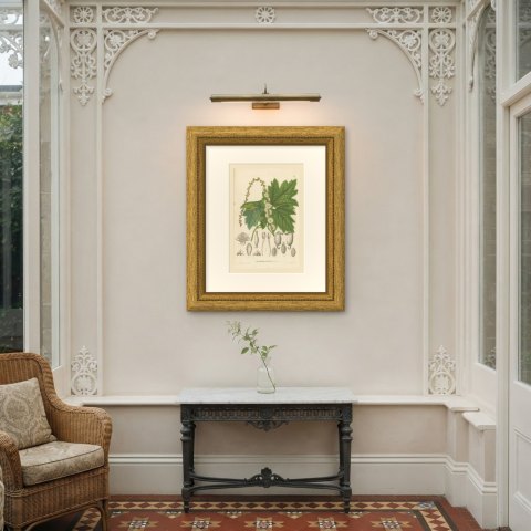 Pityrosperma Acerinum, Japanese Bugbane with Details, Plate VI, 1858, shown framed on a wall, true to size