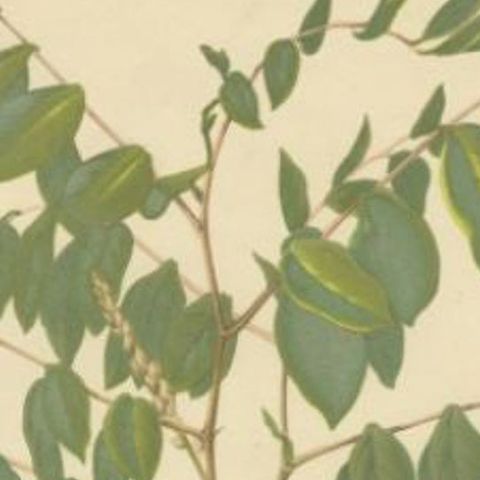 Original Antique Flower Print of the Indigofera Decora, 1879, close-up 1