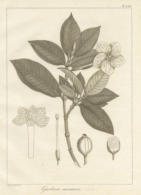 Antique Print of the Crown Gardenia Plant by Symes, '1800', view 4