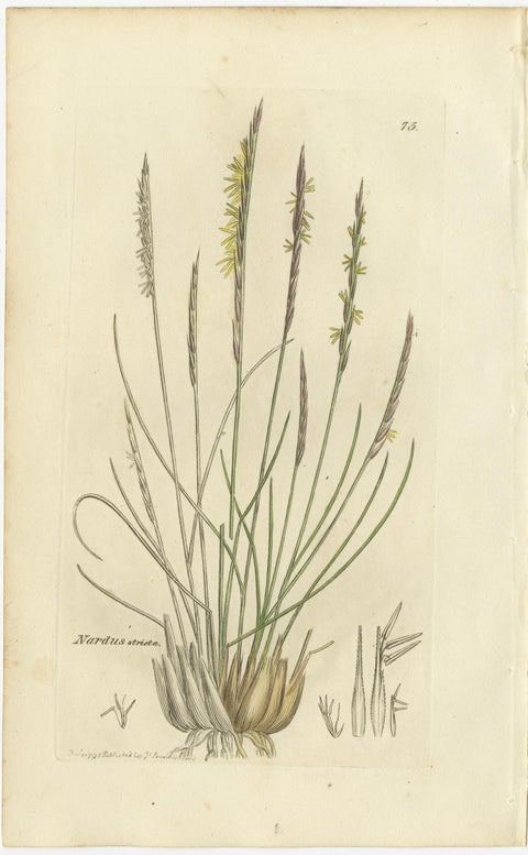 Set of 8 Antique Botanical Engravings of Cottongrass and Coastal Grasses, c.1830, view 4