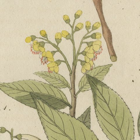 Two Flowering Tree Branches, Antique Bertuch Print, circa 1805, close-up 3