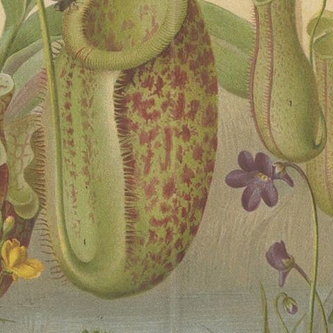 Original Antique Lithograph of Various Carnivorous Plants, circa 1890, close-up 2
