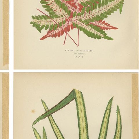 Set of 6 Botany Prints, Caladium Verschaffelt, Cordyline Indivisa, 1891, close-up 2