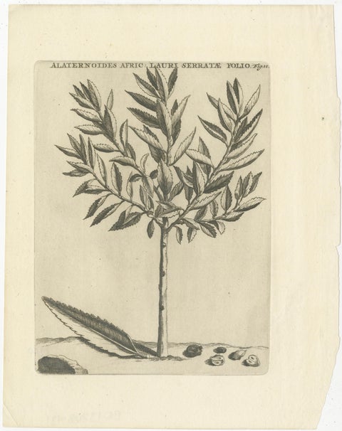 Botanical Engraving of Alaternoides Afric Lauri Serratae from Commelin, 1706, view 2