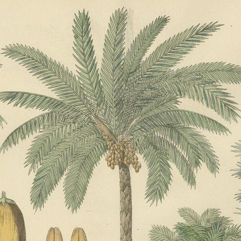 Antique Palm Tree Botanical Print, Exotic Tropical Plate, German Atlas 1885, close-up 1