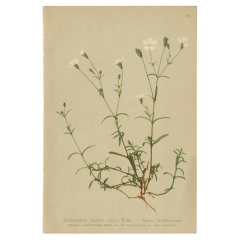 Antique Botany Print of The Heliosperma Plant by Palla, 1897