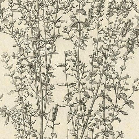 Syrian Oregano (Origanum Syriacum), Antique Botanical Engraving c.1676, close-up 2