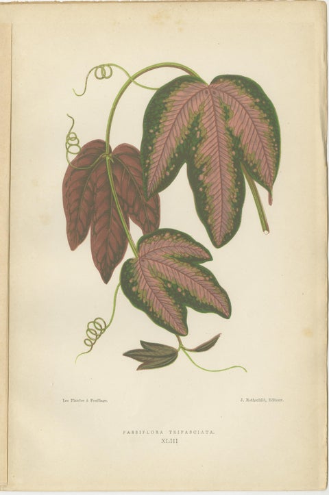 Verdant Varieties: A Vintage Botanical Collection from 1880, view 3