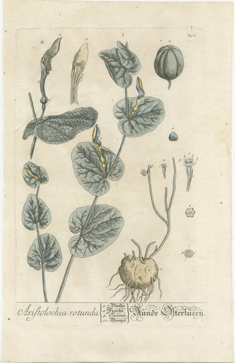 Antique Botanical Print of Aristolochia Rotunda, view 2