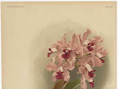 Gorgeous Impressive Large Folio Size Antique Print of an Orchid, 1888, close-up 1
