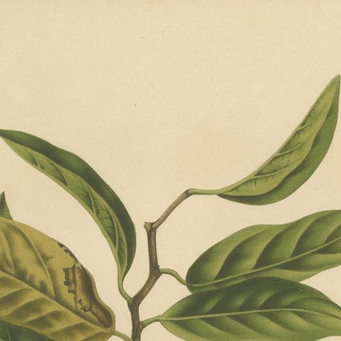 Antique Sugar Apple Botanical Chromolithograph by Hoola van Nooten, c. 1880, close-up 4