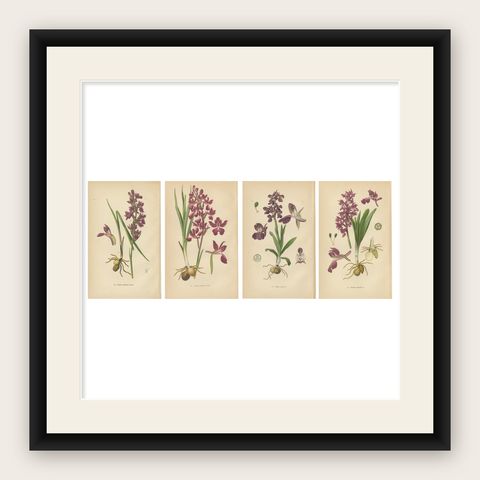 German Meadow Orchids: A Heritage of Botanical Artistry, 1904, shown framed