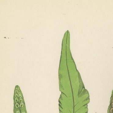 Antique Hand-Colored Fern Prints, Onoclea, Fadyenia, Cyclopeltis, 19th Century, close-up 1