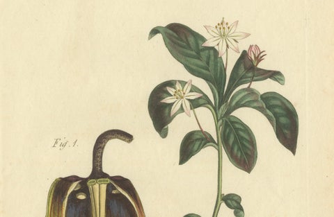 Antique Botanical Print of Banana Shrub and Starry Wild Jasmine, 1803, close-up 3