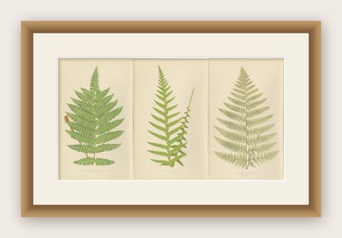 Antique Hand-Colored Fern Prints, Didymochlaena, Aspidium, 19th Century, shown framed