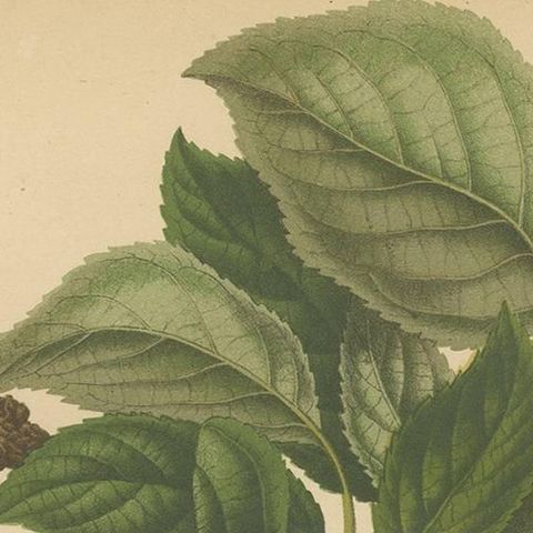 Antique Print of a Jefferson Plum by G. Severeyns, 1876, close-up 1