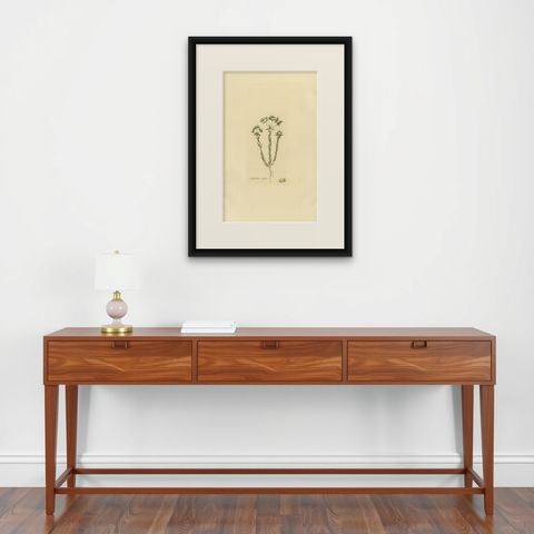Antique Botany Print of Euphorbia Exigua by Curtis, circa 1817, shown framed on a wall, true to size