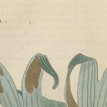 The Golden Leather Fern, An Antique Masterpiece of Botanical Illustration, 1845, close-up 4