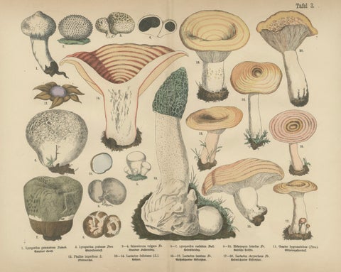 Morel & Funnel Mushrooms, Antique Botanical Lithograph by Fünfstück, 1885, close-up 1