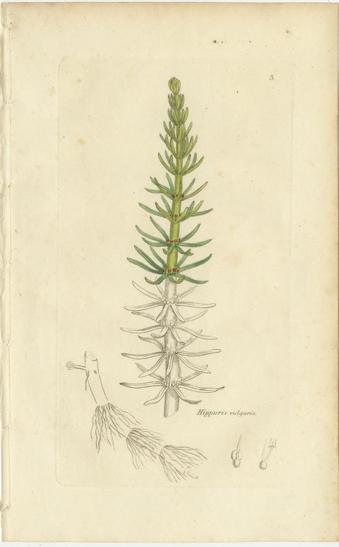 Eight Antique Botanical Plates: Glasswort, Horsetail, Privet & More, c.1830, view 4