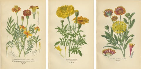 Botanical Prints: French Marigold, African Marigold & Gaillardia Pulchella, 1897, view 5