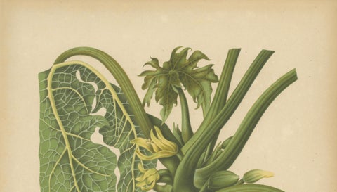 Antique Papaya Botanical Chromolithograph by Hoola van Nooten, c. 1880, close-up 2