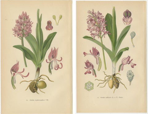 Orchid Portraits of 1904 in Pink and Lilac Colors: Müller's Botanical Legacy, view 4