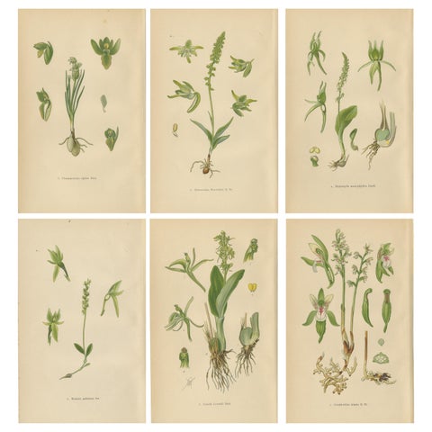 Alpine to Woodland: The Orchid Spectrum of 1904 in Antique Prints