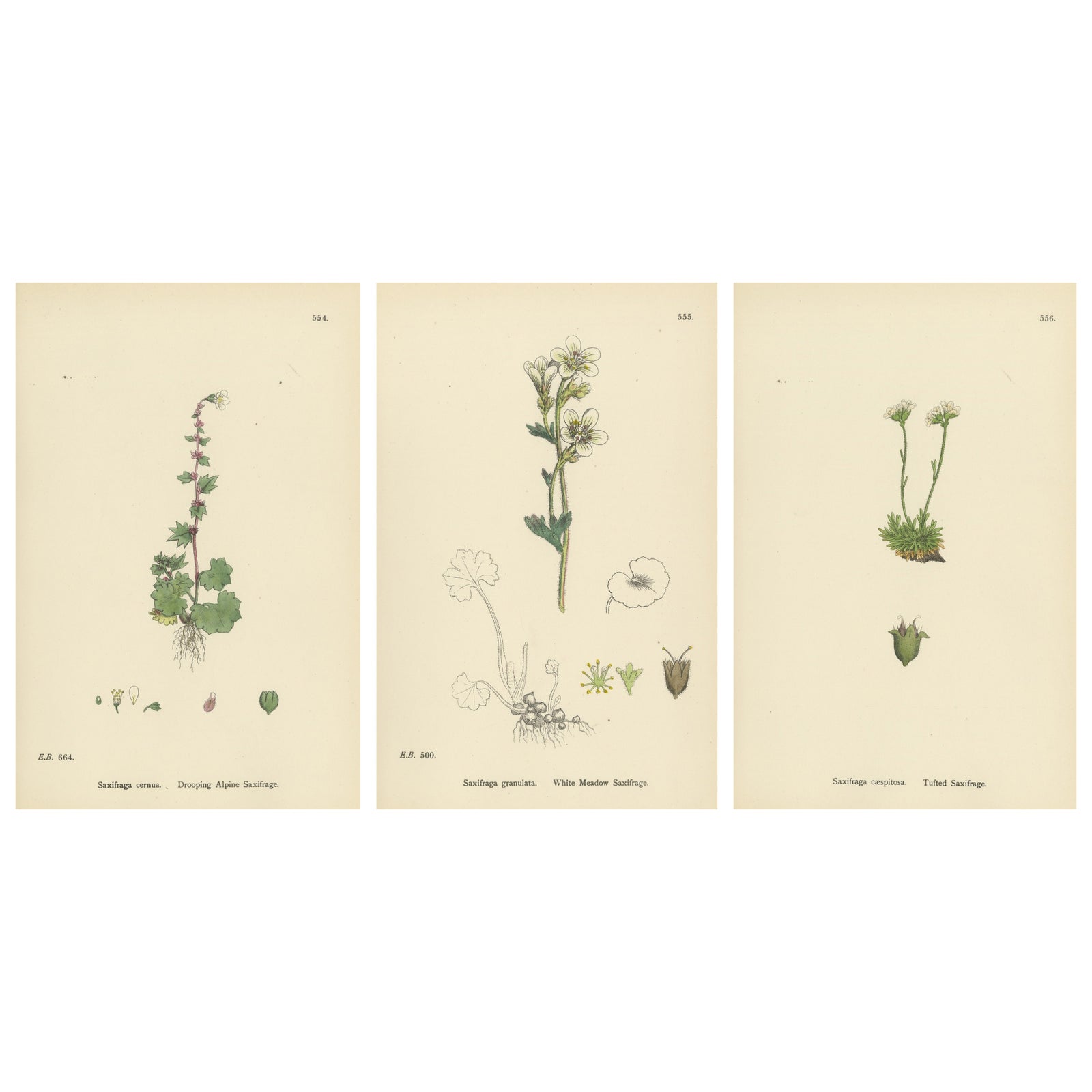 Hand-Colored Botanical Engravings of Alpine and Meadow Saxifrages, 1902