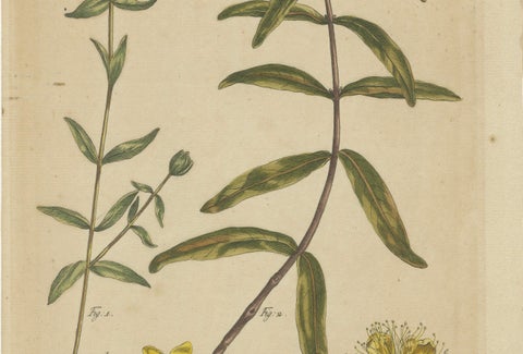 Exquisite 1755 St. John's Wort Botanical Engraving by Philip Miller, close-up 2