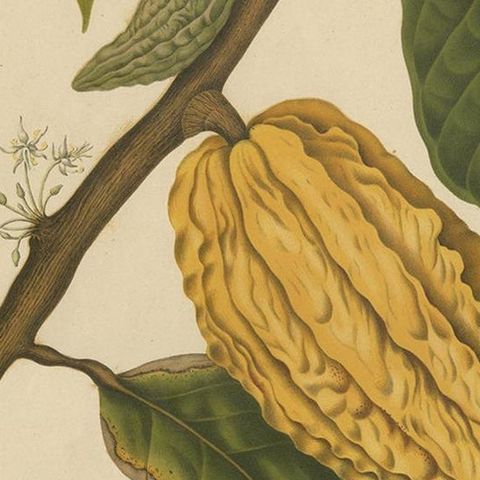 Antique Botany Print of a White Cacao Tree by Van Nooten, circa 1875, close-up 2