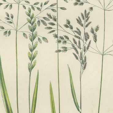 Horsetail Plants, Trio of Victorian Botanical Prints, 1873, close-up 2