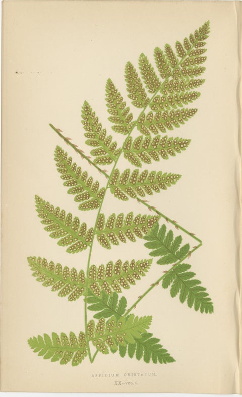 Antique Hand-Colored Fern Prints, Aspidium Acrostichoides, Cristatum, Rigidum, view 3