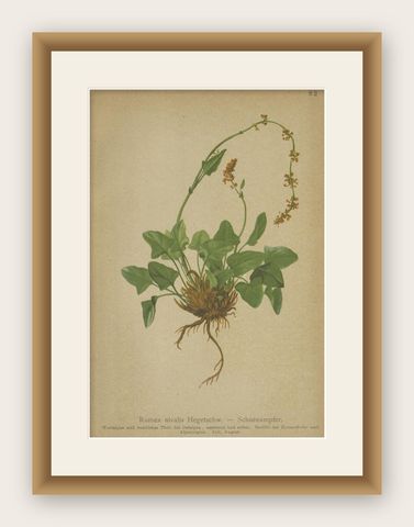 Antique Botany Print of The Rumex Nivalis by Palla, 1897, shown framed
