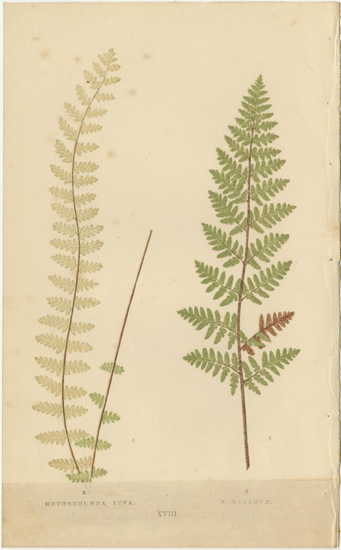Victorian Fern Botanical Prints, Exotic Decorative Plant Studies Set 1856, view 9
