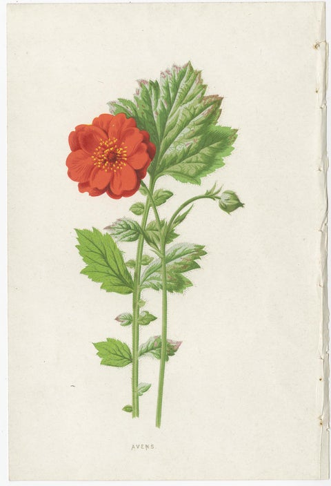 Set of Three Botany Prints Avens, Lachenalia, Achimenes, view 2
