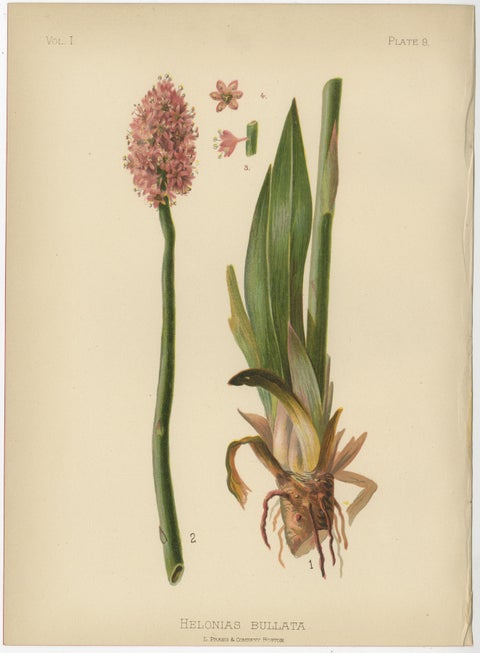 Native US Flora, Four Original Botanical Chromolithograps, 1879, view 4
