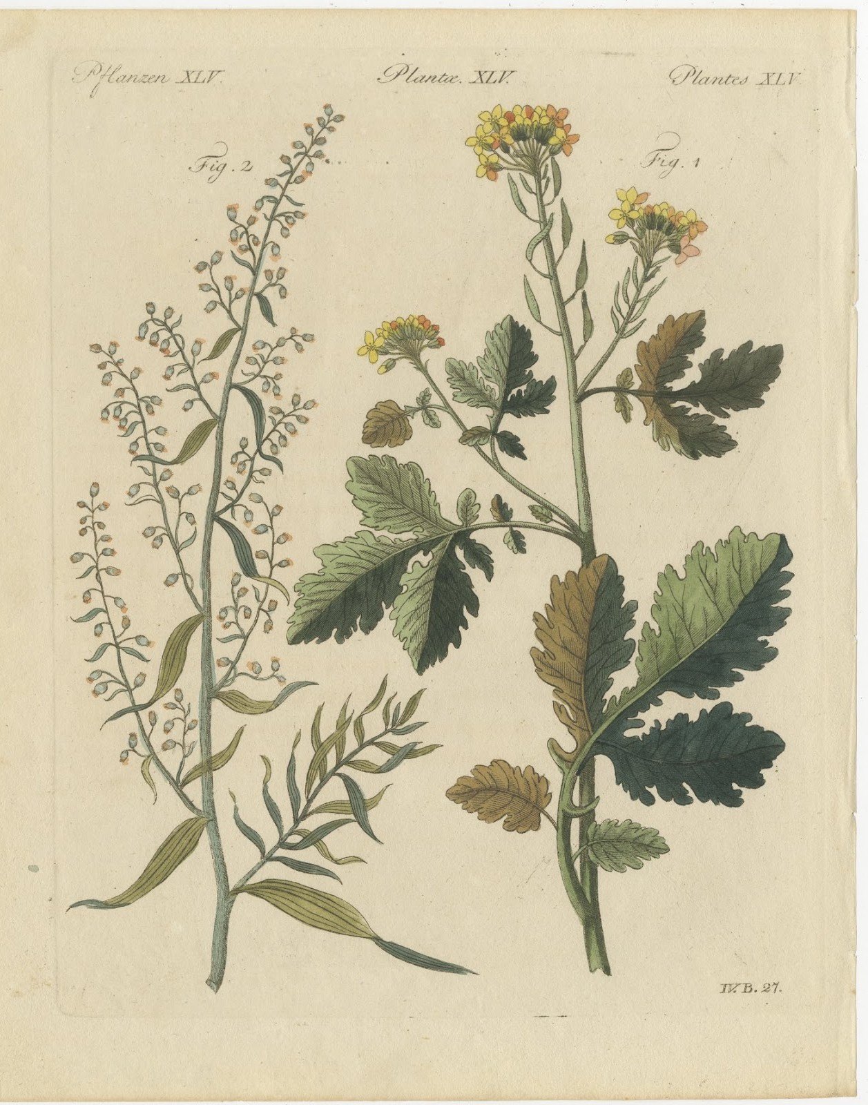 Yellow Crucifer and Slender Flowering Herb, Antique Bertuch Print, circa 1805