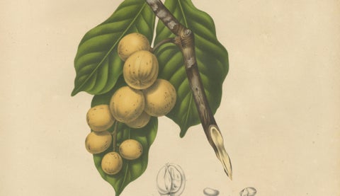 Original Antique Botanical Chromolithograph of the Asian Fruit Langsat, c.1880, close-up 3
