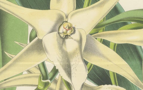 Comet Orchid (Darwin's Orchid): Hand-Colored Lithograph by Louis van Houtte 1855, close-up 2